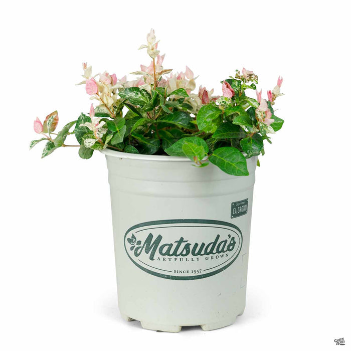 Asian Jasmine Tricolor 1 gallon Matsudas