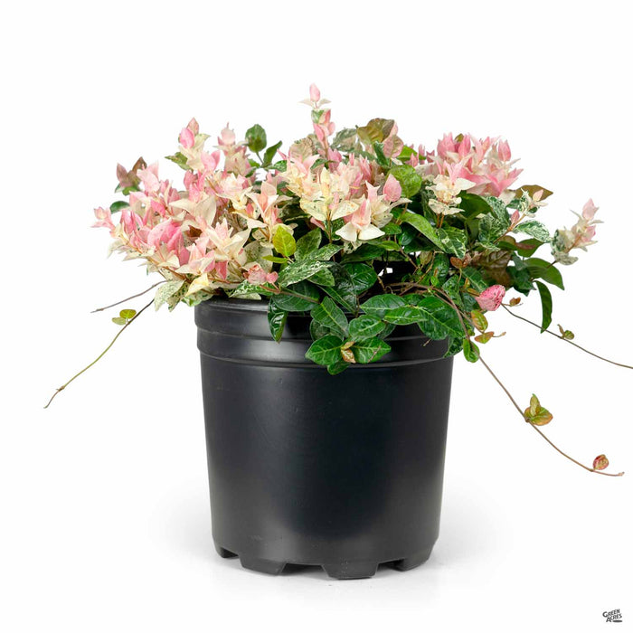 Asian Jasmine Tricolor 2 gallon
