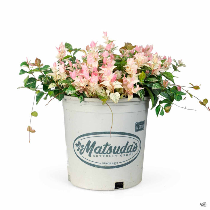 Asian Jasmine Tricolor 2 gallon Matsudas