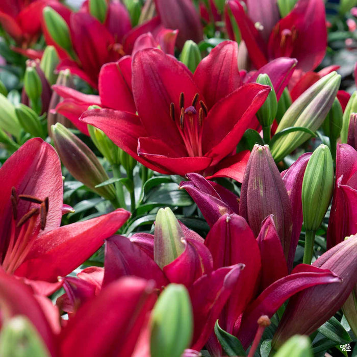 Asiatic Lily Red
