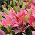 Asiatic Lily Pink