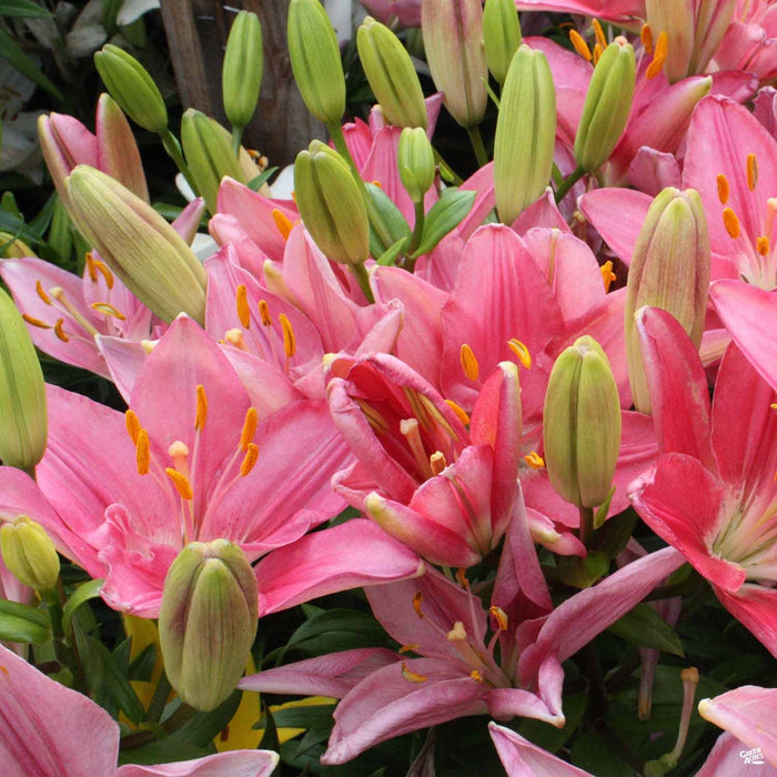 Asiatic Lily Pink