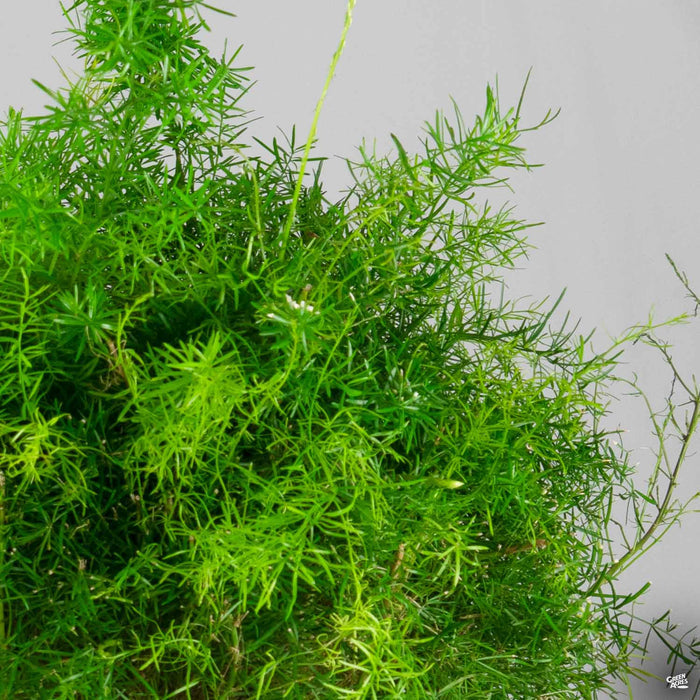 Asparagus Fern 'Sprengeri'