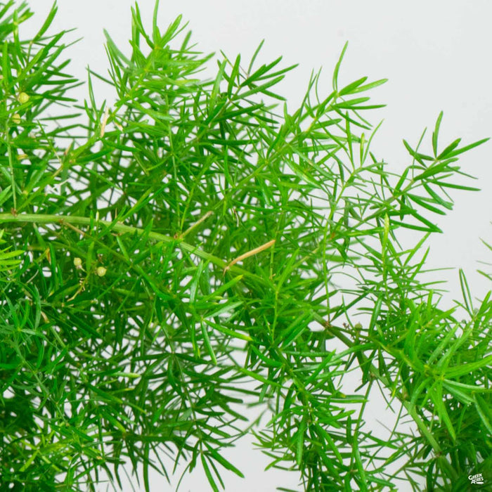 Asparagus Fern 'Sprengeri'