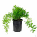 Asparagus Fern 'Sprengeri' 1 gallon
