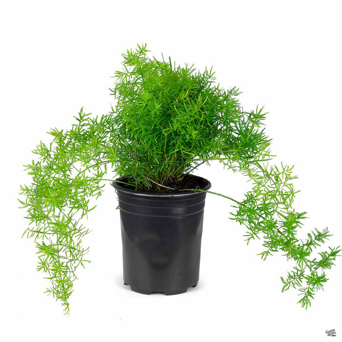 Asparagus Fern 'Sprengeri' 1 gallon