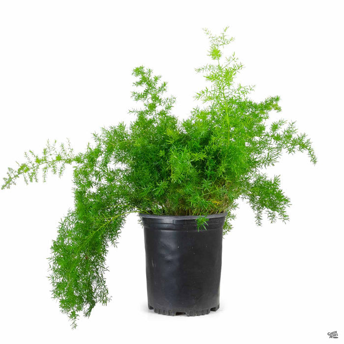 Asparagus Fern 'Sprengeri' 5 gallon
