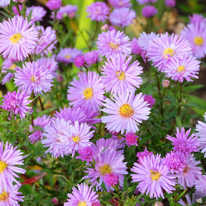 Aster