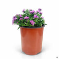 Aster 1 gallon
