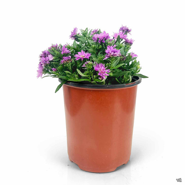 Aster 1 gallon