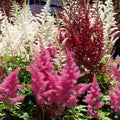 Astilbe