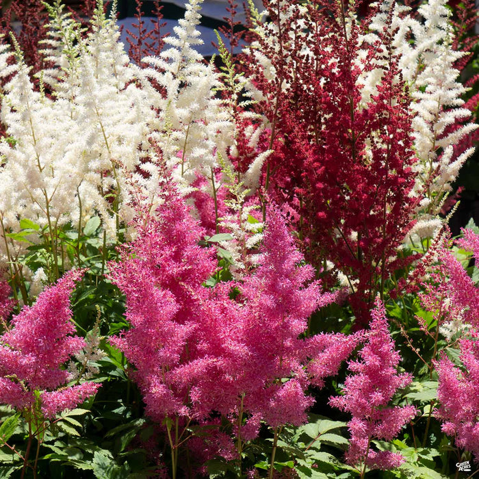 Astilbe