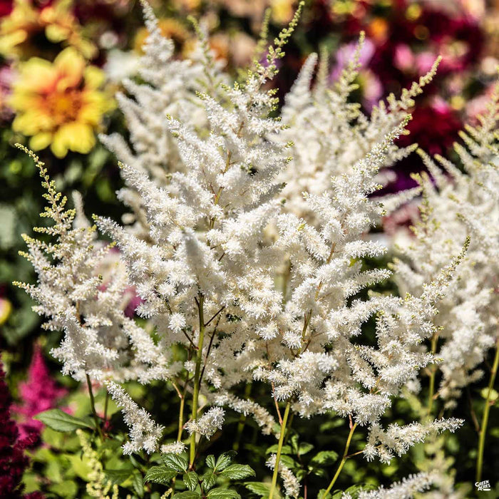 Astilbe