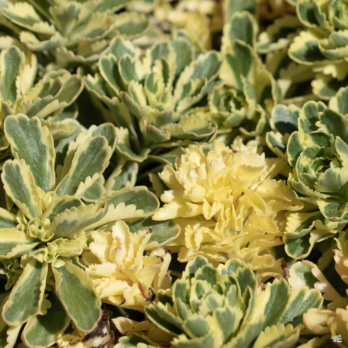 Sedum Atlantis