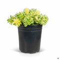 Sedum Atlantis 1 gallon
