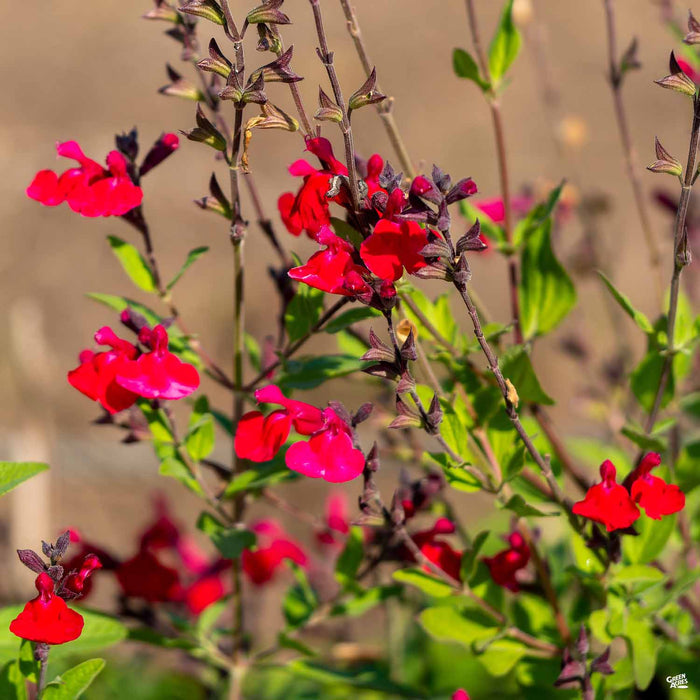 Autumn Sage Radio Red