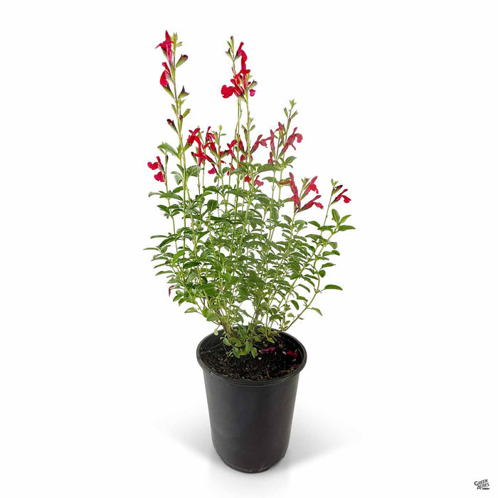 Autumn Sage Radio Red 1 gallon