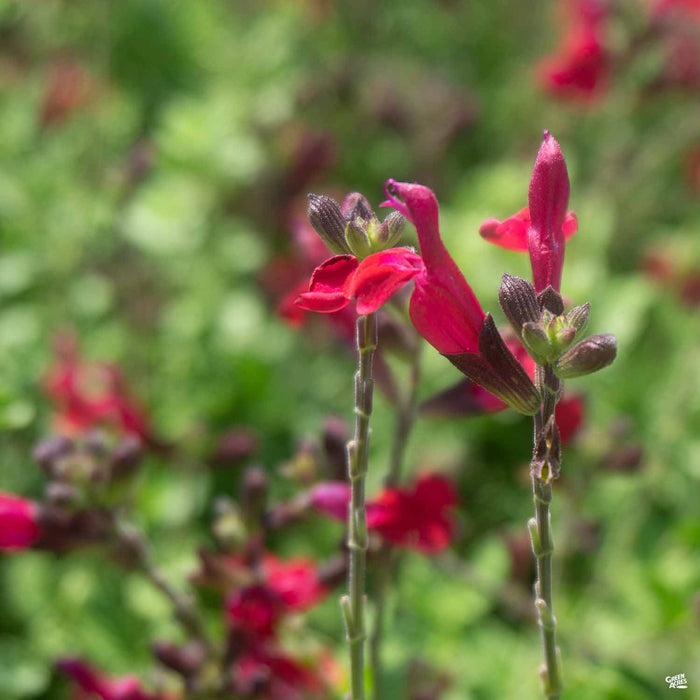 Autumn Sage 'Heatwave Blaze'