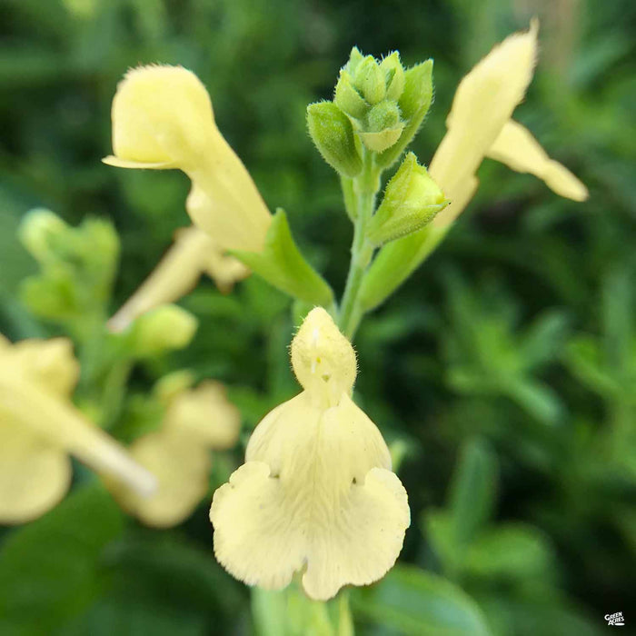 Salvia 'Lemon Light'