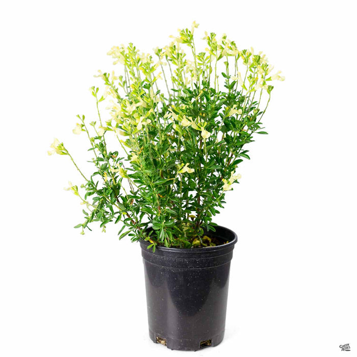 Salvia 'Lemon Light' 1 gallon