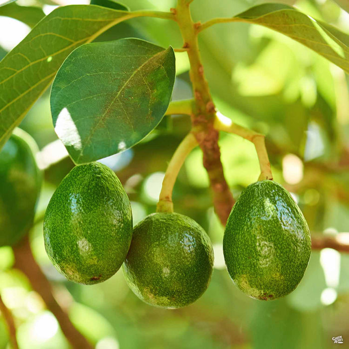 Avocado 'Bacon' tree