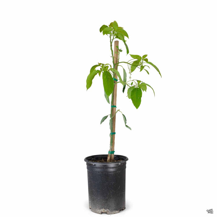 Bacon Avocado 5 gallon