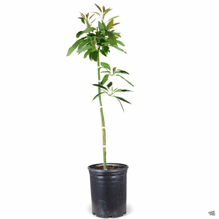 Hass Avocado 5 gallon