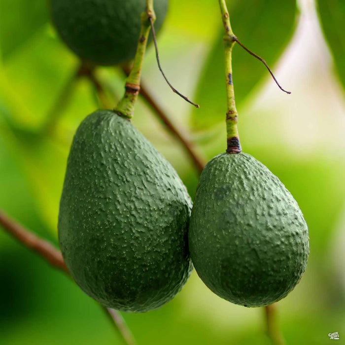 Little Cado Avocado plant