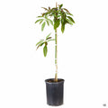 Little Cado Avocado 5 gallon