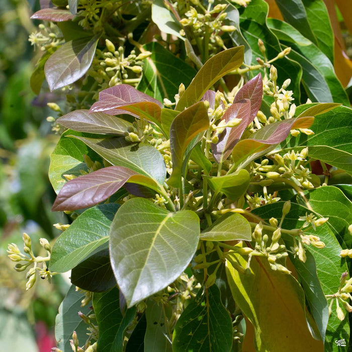 'Zutano' Avocado