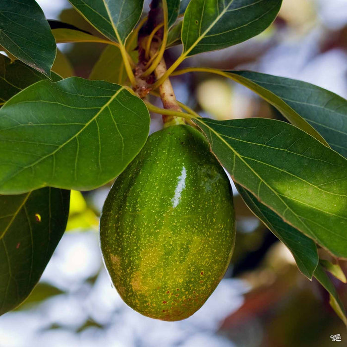 'Zutano' Avocado
