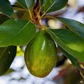 'Zutano' Avocado