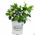Azalea 'Alaska' 1 gallon Matsuda's