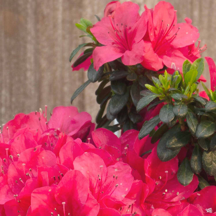 Azalea 'Cherry Drops'