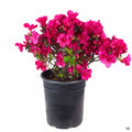 Azalea 'Cherry Drops' 1 gallon