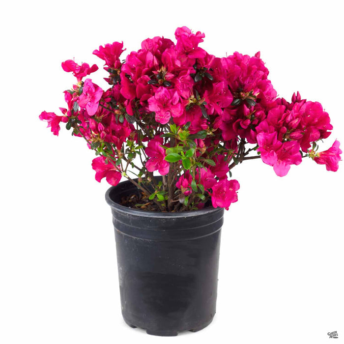 Azalea 'Cherry Drops' 1 gallon