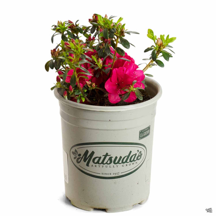Azalea Cherry Drops 1 gallon Matsudas