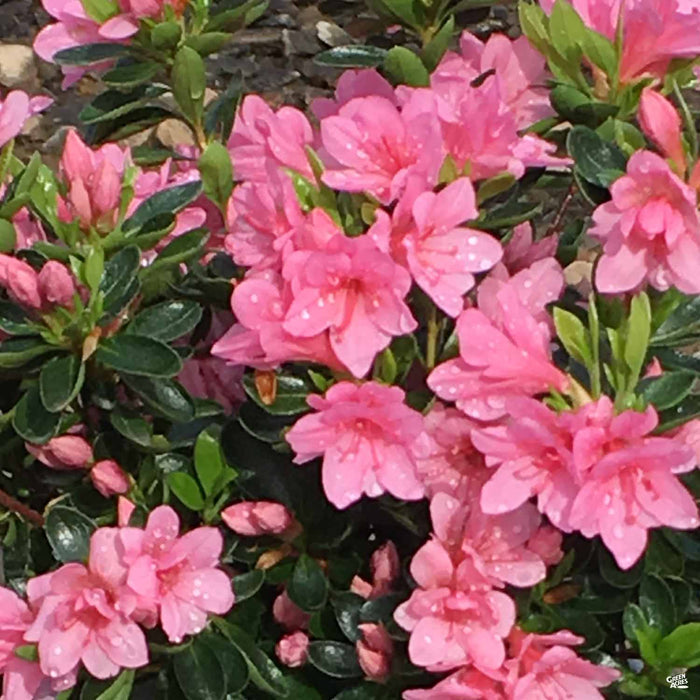 Azalea 'Coral Bells'