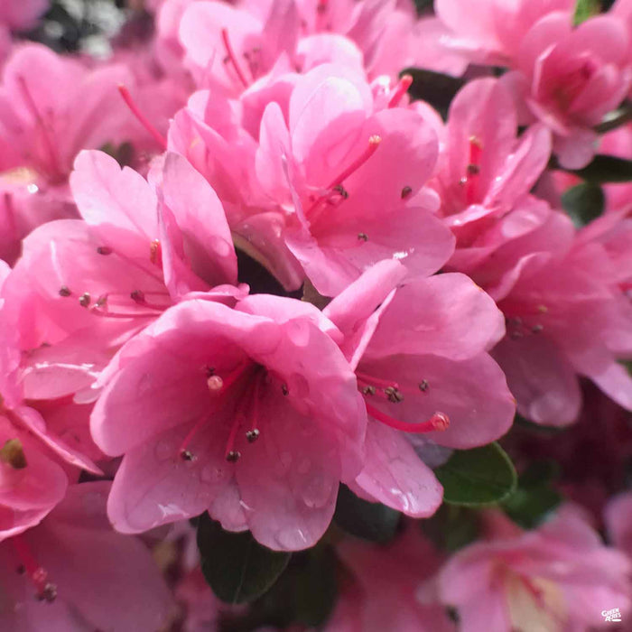 Azalea 'Coral Bells'