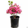 Azalea 'Coral Bells' 1 gallon