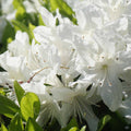 Azalea G. G. Gerbing