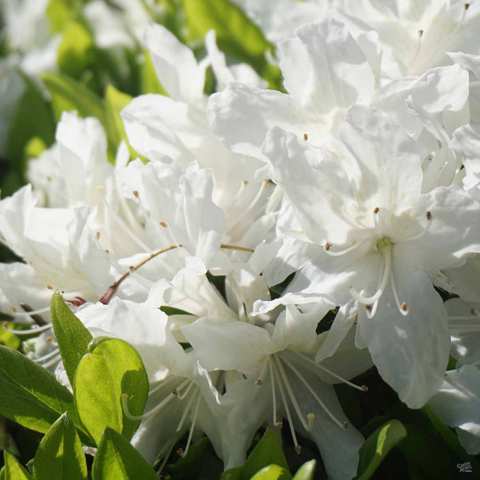 Azalea G. G. Gerbing