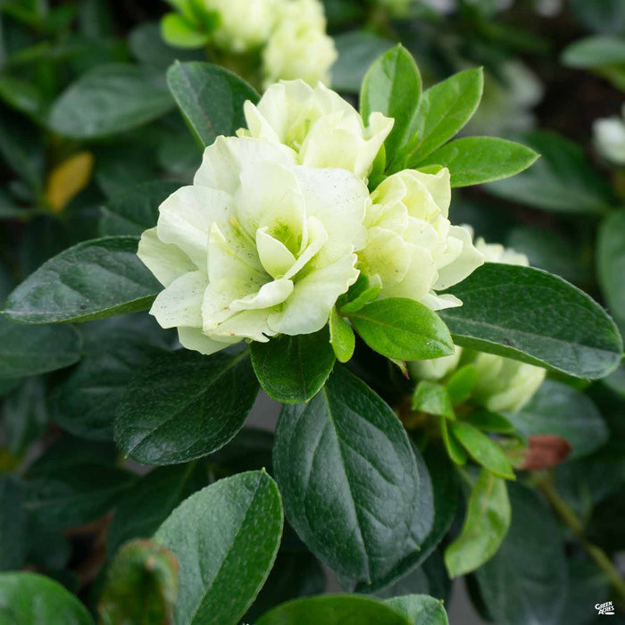Azalea Hybrid 'Green Glow'