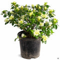 Azalea Hybrid 'Green Glow' 2 gallon