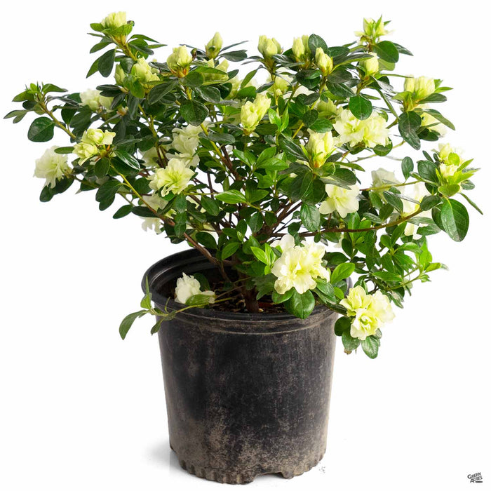 Azalea Hybrid 'Green Glow' 2 gallon