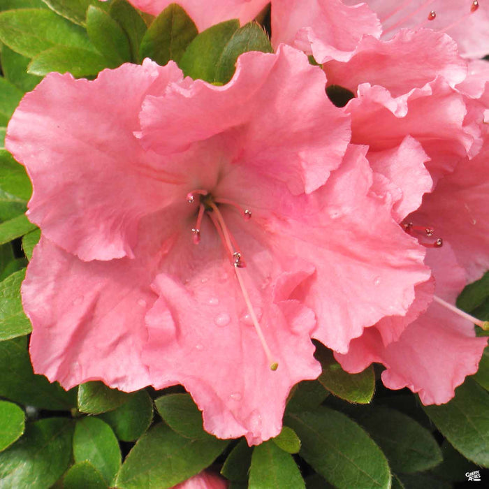 Azalea 'Gumpo Pink'