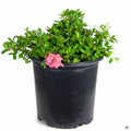 Azalea 'Gumpo Pink' 2 gallon