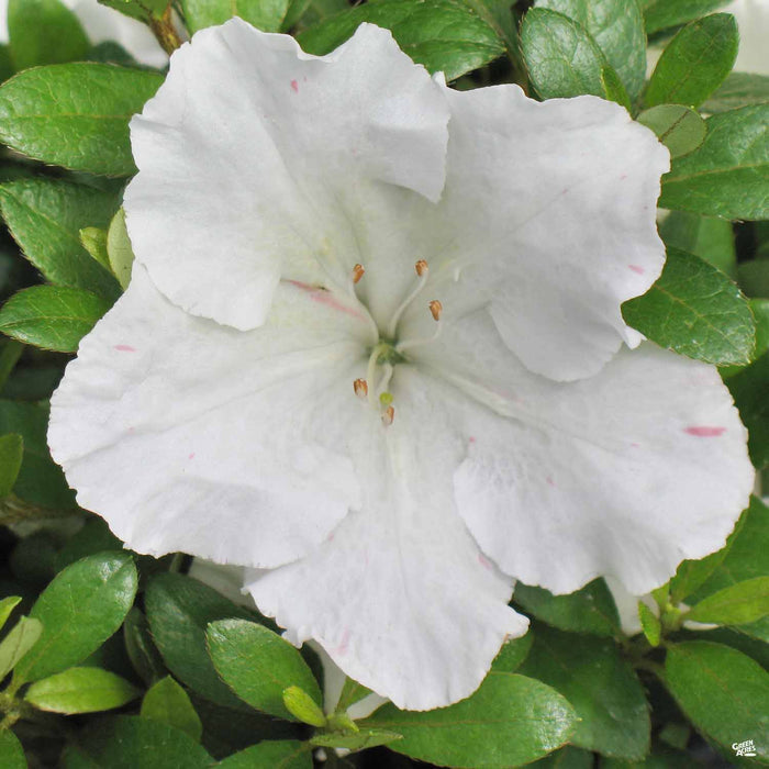 Azalea Gumpo White