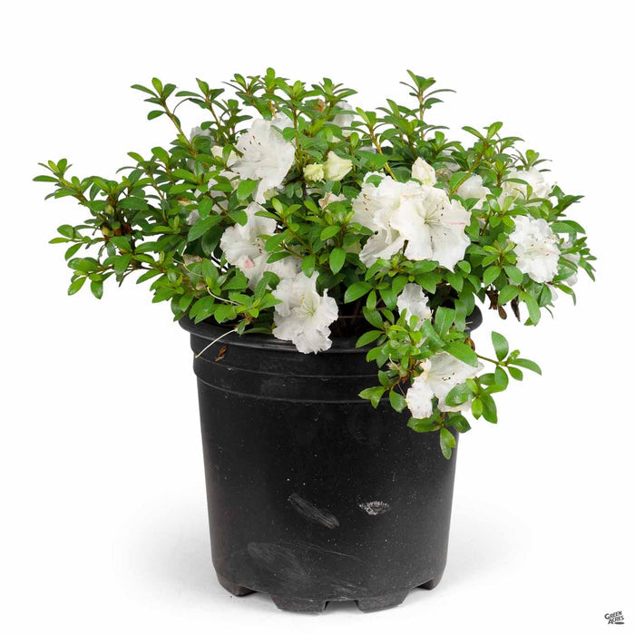 Azalea Gumpo White 2 gallon