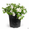 Azalea Gumpo White 2 gallon